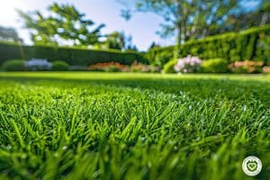 Comment obtenir une pelouse impeccable: techniques et conseils pour un gazon parfait